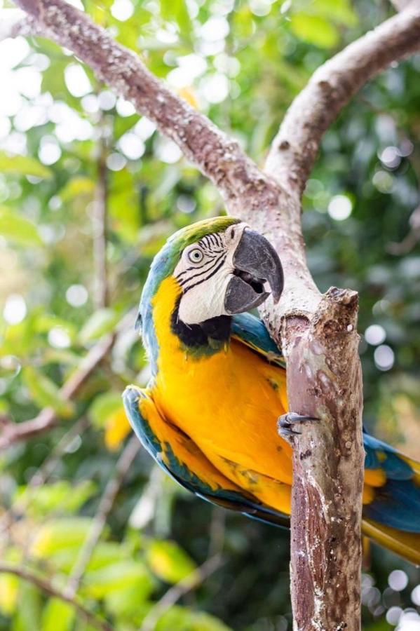 Hotel - Granja De Animales San Basilio De Palenque San Basilio del Palenque Buitenkant foto