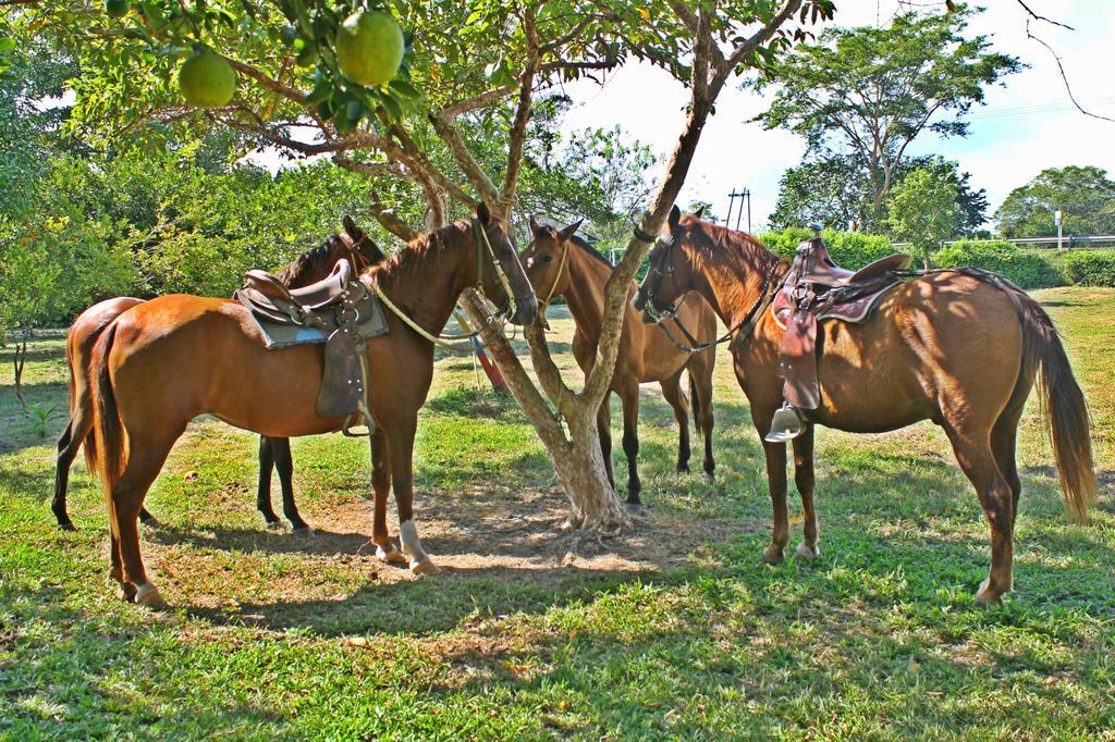 Hotel - Granja De Animales San Basilio De Palenque San Basilio del Palenque Buitenkant foto